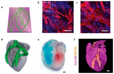 Biomolecules Free Full Text Three Dimensional Bioprinting In