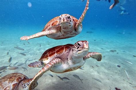 10 Best Curacao Snorkeling Tours For The Ultimate Underwater Adventure