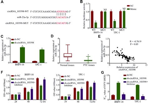 Circular Rna Promoted Cell Proliferation And Ovv Mediated