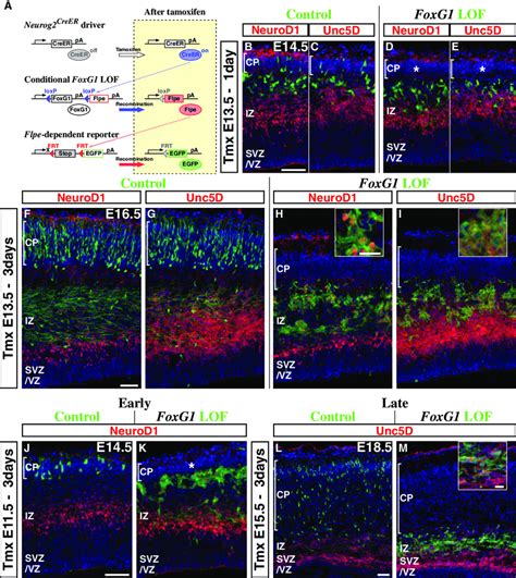 Upregulation Of Foxg1 Is Required For Pyramidal Neuron Precursors To Download Scientific