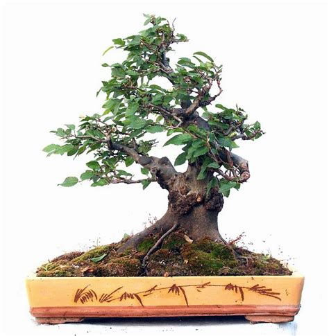 Стили бонсай (24 фото)