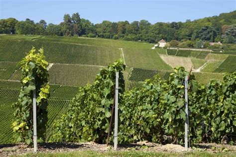 French Vineyards