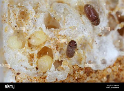 Biscuit, drugstore or bread beetle (Stegobium paniceum) larvae and ...