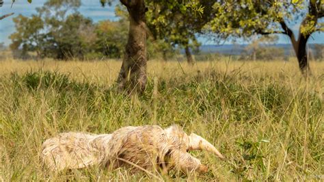 World S Only Known Albino Giant Anteater Appears To Be