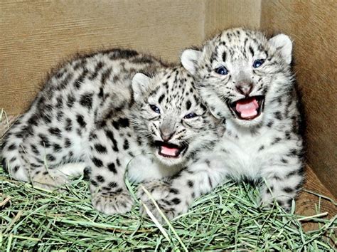 LA Zoo Shows Off Two New Snow Leopard Cubs – NBC Los Angeles