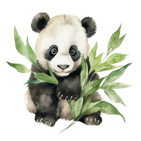 Panda Acuarela Clip Art PNG Dibujos Acuarela Dibujado A Mano Clipart