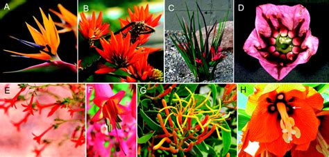 Forms Of Bird Pollinated Flowers A Strelitzia Reginae B Erythrina