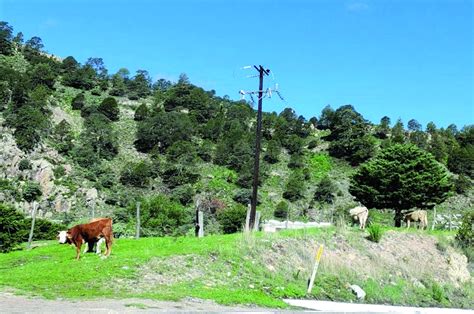 Mil reses muertas por sequía en el municipio de Durango