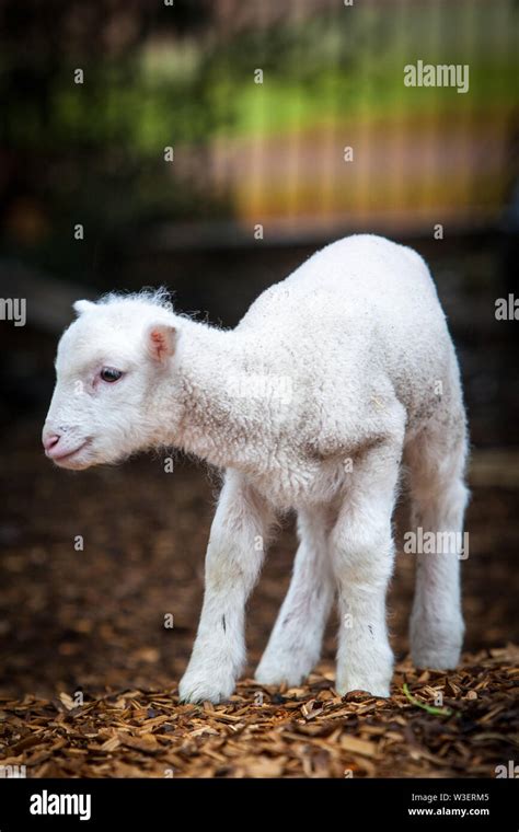 Baby Lamb Face Stock Photo Alamy