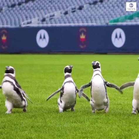 Abc Newsさんのインスタグラム動画 Abc Newsinstagram 「field Trip Penguins From Chicago’s Shedd Aquarium