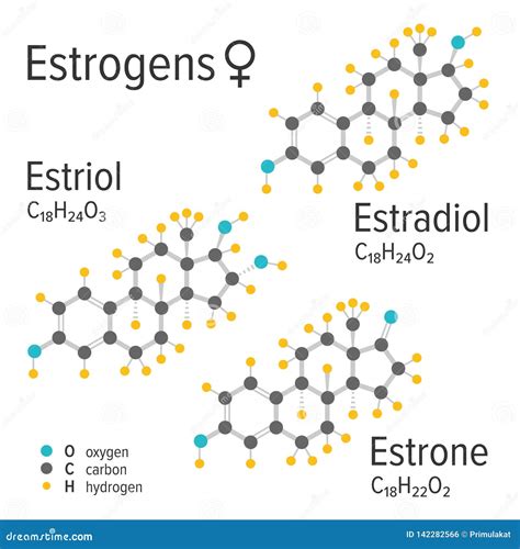 Estrogens Female Hormones Vector Chemical Molecular Formulas Stock Vector Illustration Of Line