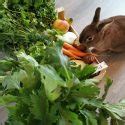 Mon Lapin Ronge Tout Mes Conseils Pour Prot Ger Ta Maison