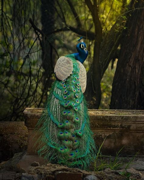 Best 100+ Peacock Images, Photo, Picture, Pic, Wallpaper ( September 2024 )