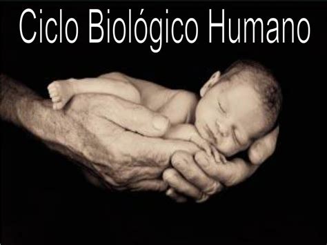 Ppt Ciclo Biológico Humano Powerpoint Presentation Free Download Id911457