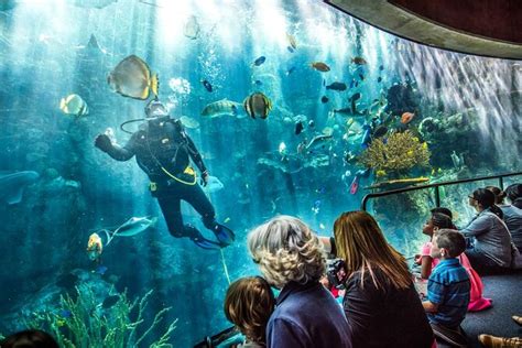 Visit The World Famous Long Beach Aquarium Of The Pacific Mainstream