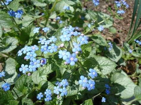 Zone 5 Perennials Longest Blooms Favorite Spring Perennial: Jack Frost ...