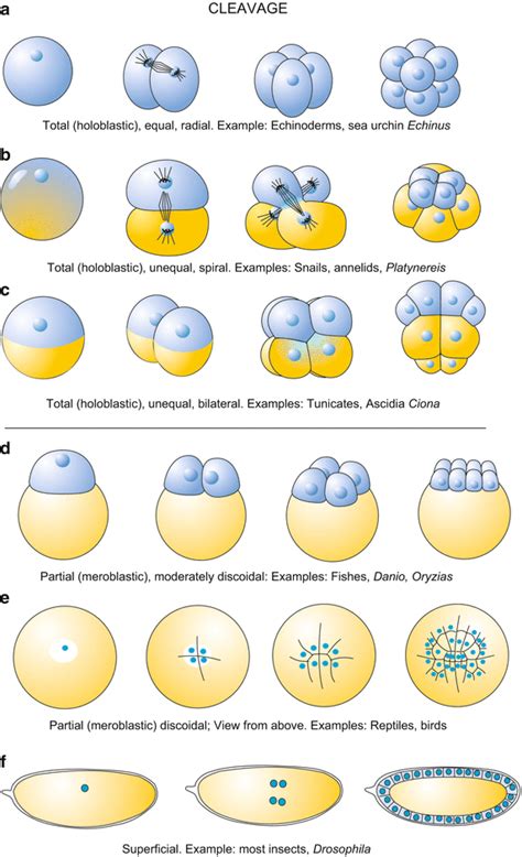 Stages And Principles Of Animal Development Terms Of Developmental