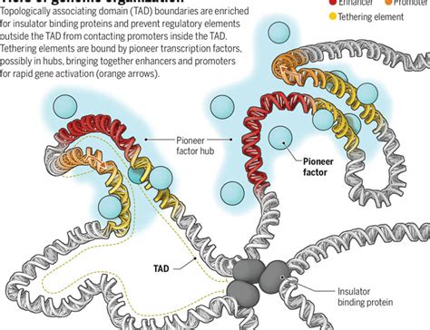 Chromatin Structure And Gene Expression