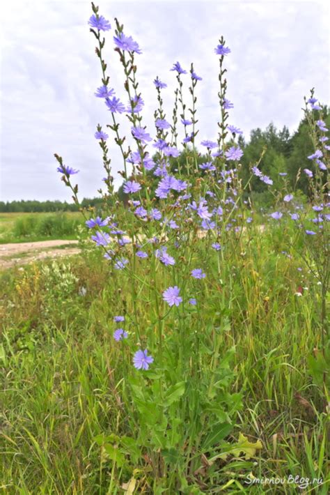 Цикорий - напиток, заменяющий кофе - Блог Смирновых