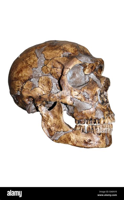 Homo Neanderthalensis Neanderthal Model Banque De Photographies Et D