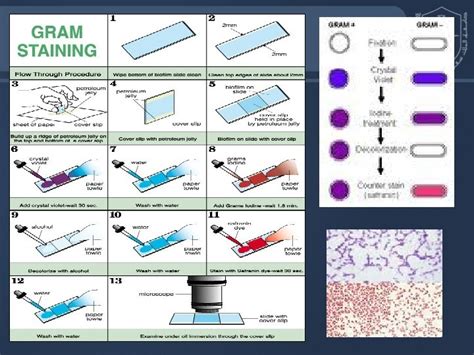 Bacterial Structure Function Genetics Prof Hanan Habib College