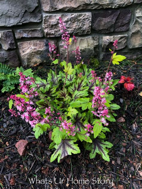 10 Best Perennials for Shade | Whats Ur Home Story