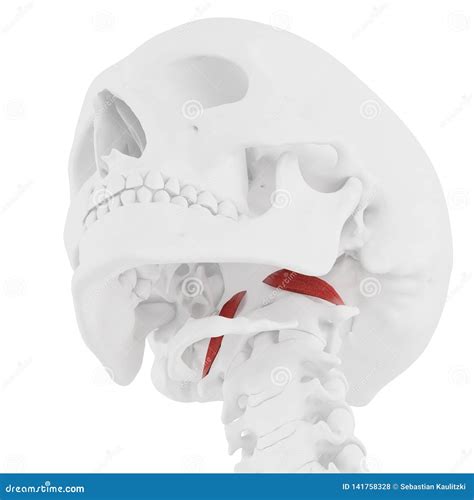 The Rectus Capitis Anterior Stock Illustration - Illustration of human ...