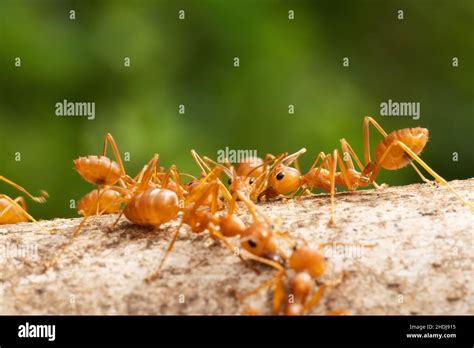 Red Imported Fire Ant Stock Photo Alamy