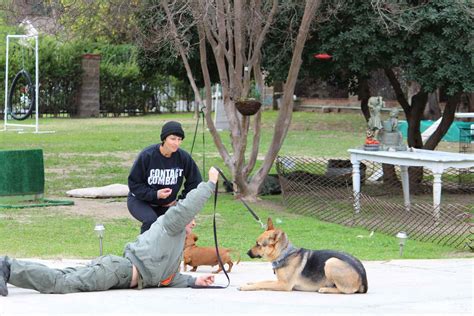 Guard Dog Training - Royal Dog Academy