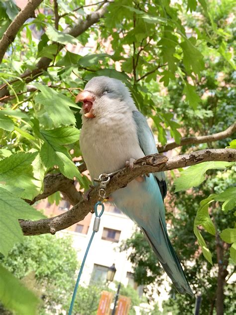 popo pet parrot_ monk parakeet. pallid blue. sleepy bird~ | Sleepy bird ...