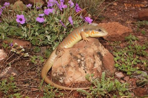 Algerian Skink Eumeces Algeriensis INaturalist