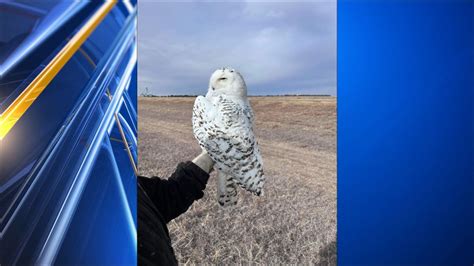 Snowy owl rescued by Kansas game warden in Lane County