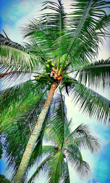 Premium Photo Low Angle View Of Palm Trees