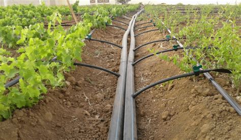 Masterful Drip Irrigation System Installation: Ultimate Guide ...