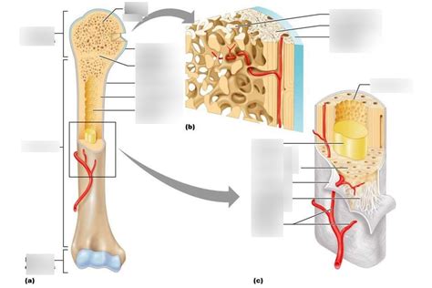 Components Of Diaphysis Diagram Quizlet