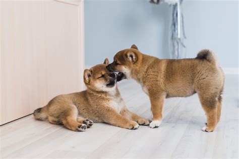 柴犬のしつけは難しい？「トイレと噛み癖」のしつけ方法と始める時期 ドッグフード店長