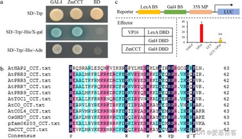 BMC Plant BiolDAP seq和RNA seq揭示转录因子ZmCCT调节玉米光周期依赖性开花和胁迫响应 转录因子能同时具有转录