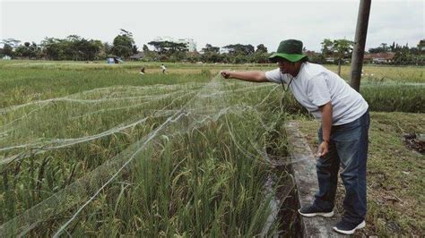 Repot Hadapi Serangan Burung Pipit Hingga Panen Menyusut Petani Di