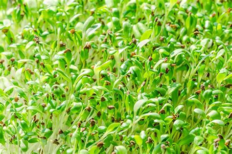 How To Grow Alfalfa Sprouts At Home Gardeners Path