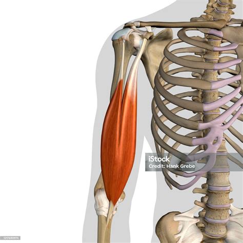 이두근 Brachii 근육 고립 된 전방 보기 해부학 에 화이트 배경 이두근에 대한 스톡 사진 및 기타 이미지 이두근 근육