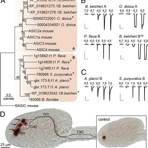 Characteristics of deuterostome ASICs (mean ± SD) | Download Scientific ...