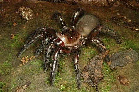 Here Are 5 New Species Of Australian Trapdoor Spider It Took