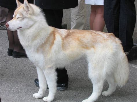 File:Siberian Husky red Flickr.jpg - Wikimedia Commons