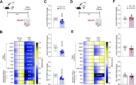 Lps Induced Inflammation Promotes Loss Of Jejunum Tight Junction