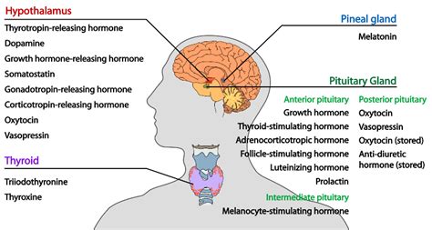 Endocrine Glands Boundless Anatomy And Physiology