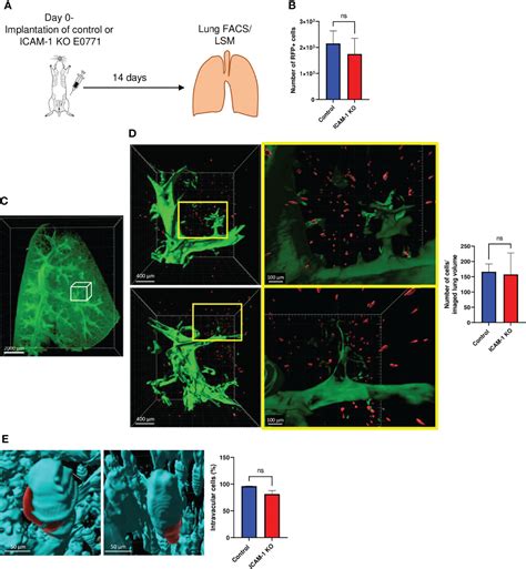 Frontiers ICAM 1 On Breast Cancer Cells Suppresses Lung Metastasis