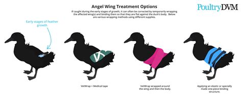 Angel Wing In Ducks Causes Treatments And More