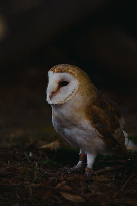 Night Owl Photos, Download The BEST Free Night Owl Stock Photos & HD Images