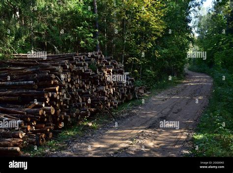 Piled Pine Tree Logs In Forest Stacks Of Cut Wood Wood Logs Timber Logging Industrial