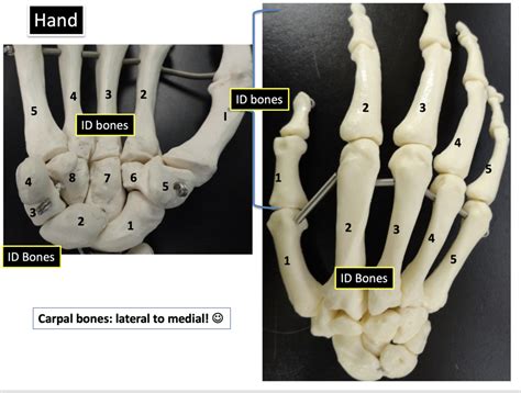 Hand Bones Diagram | Quizlet